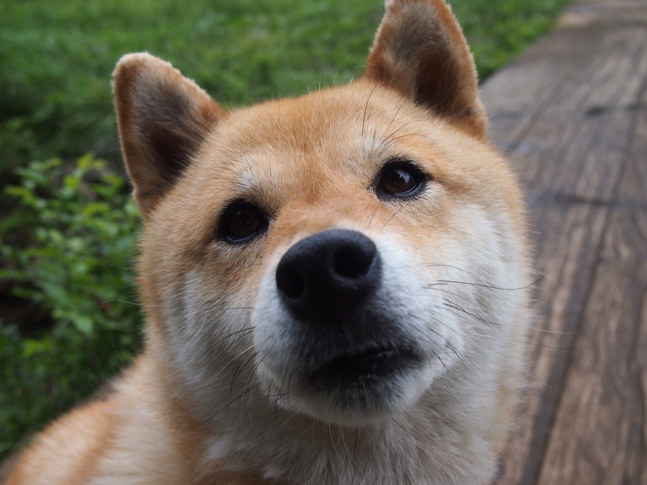 美洲队防线表现稳固,连续保持零封纪录,美洲强队