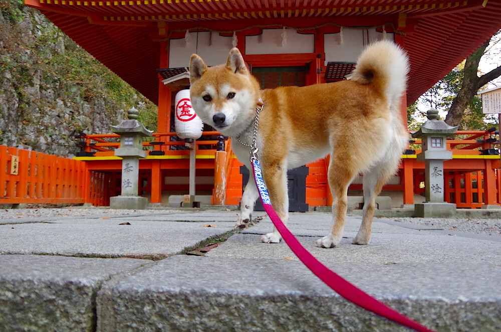 阿斯顿维拉击败沃特福德,继续保持不败,阿斯顿维拉vs沃特福德