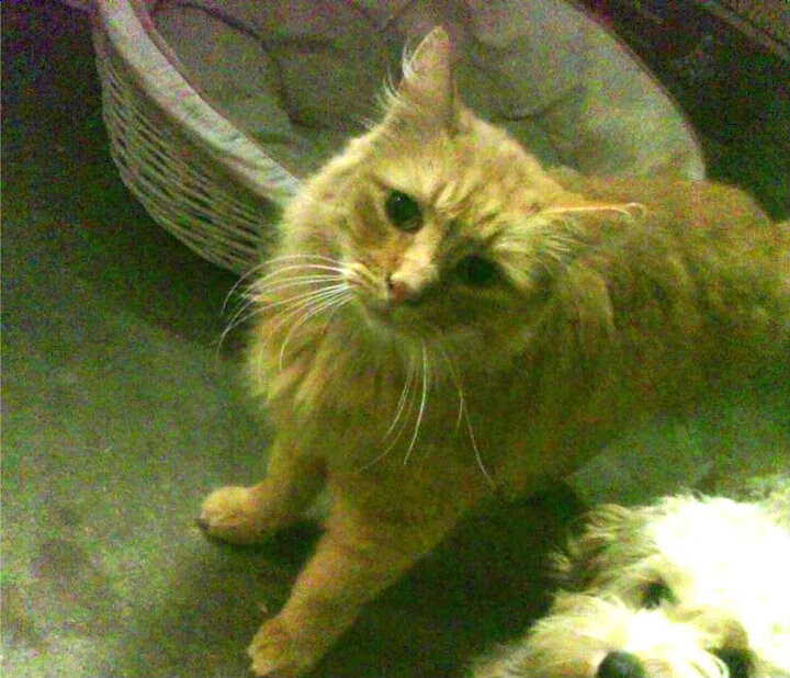 阿根廷男足热身赛完胜智利,梅西破门状态火热,阿根廷男足男篮金牌