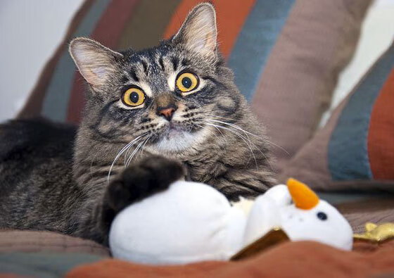 NBA球员伤病康复最新技术,nba球员伤病资讯