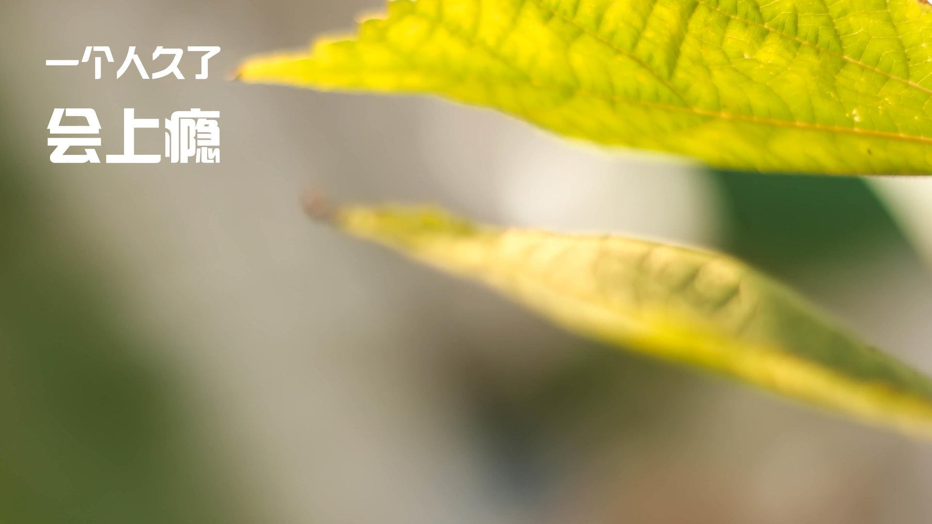 NBA赛季盖帽效率统计,nba盖帽次数排名