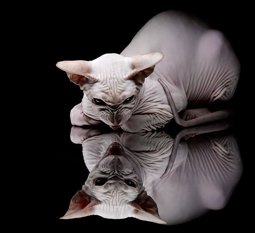 AYX SPORTS-世界摩托艇大奖赛中国选手刷新亚洲纪录，国际摩托艇大赛