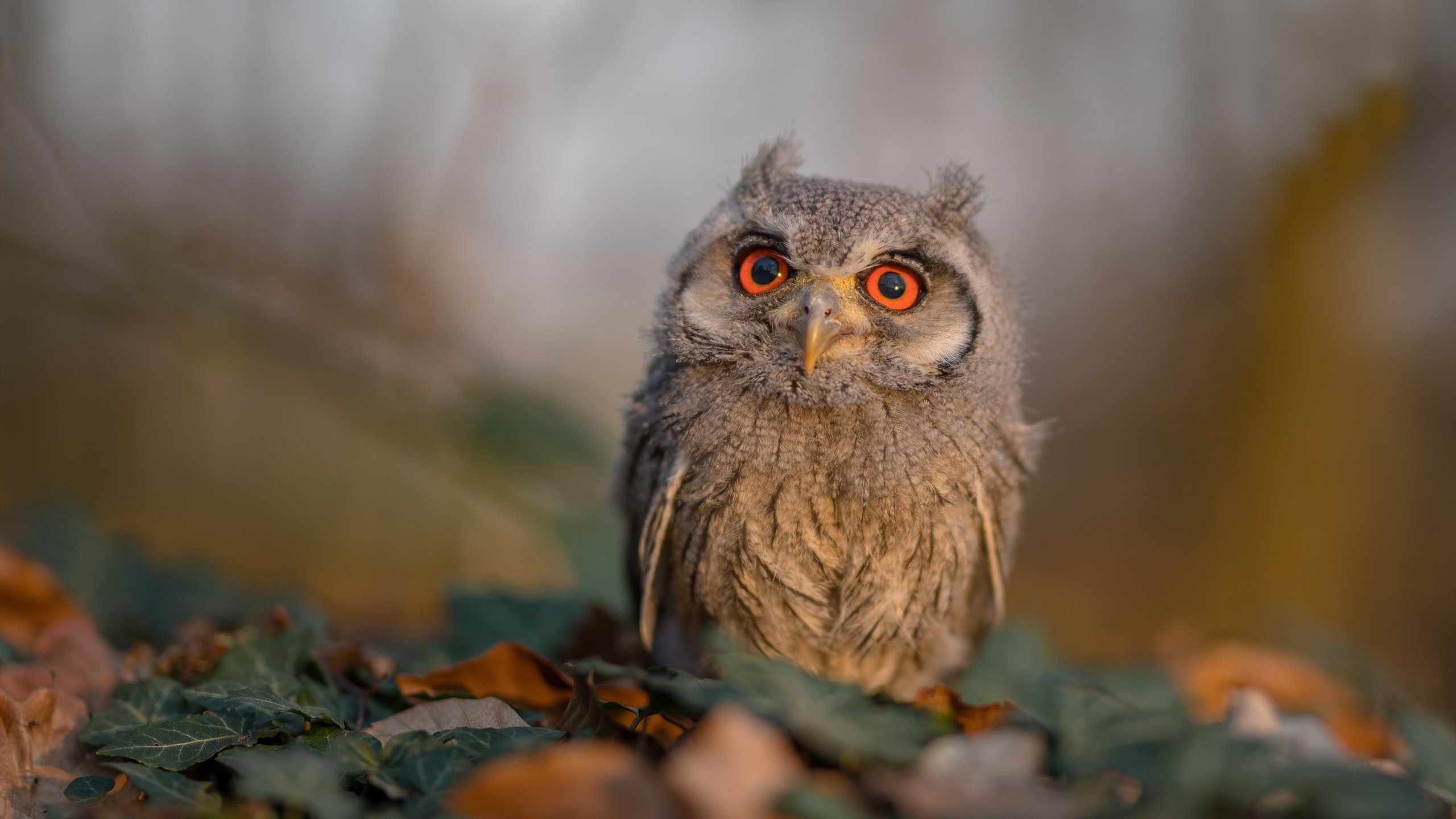 未来足球：技术驱动赛事玩法多元化，未来的足球可能长什么样