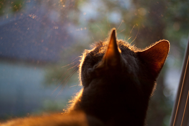 篮球专项体能训练的科学方法,篮球体能训练30种方法及要求文库