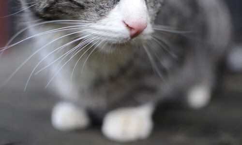 爱游戏-全国青少年田径挑战赛再掀竞技热潮，2020全国青少年田径