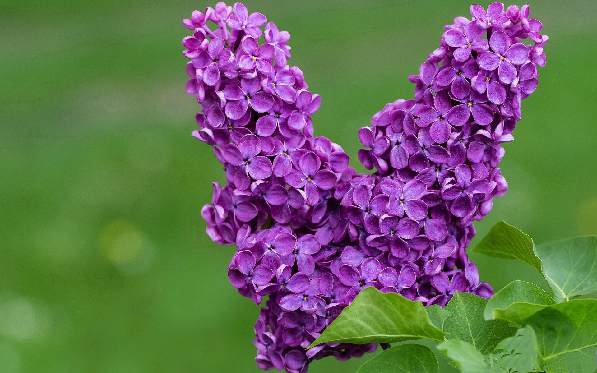 印度乒乓赛制:技术提升与国际化接轨的双重挑战,印度乒乓一哥