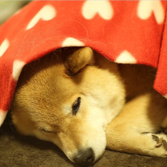 “胡利安·门德斯的突破性表现,打破阿根廷美洲狮队的进攻瓶颈”