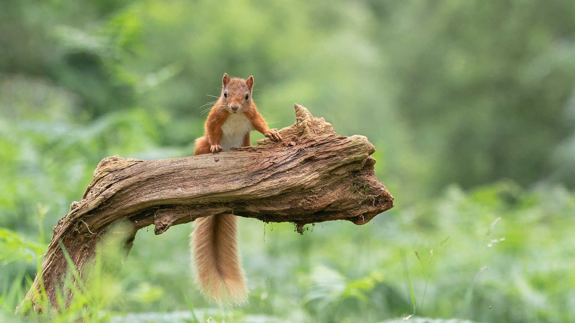 中国体育新闻中心新增赛事播报语音平台服务,中国体育新闻最新消息