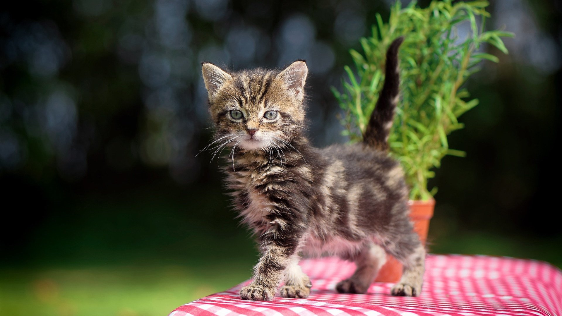 AYX体育-中国足球俱乐部支持球员自媒体内容规划培训，中国足球俱乐部招聘