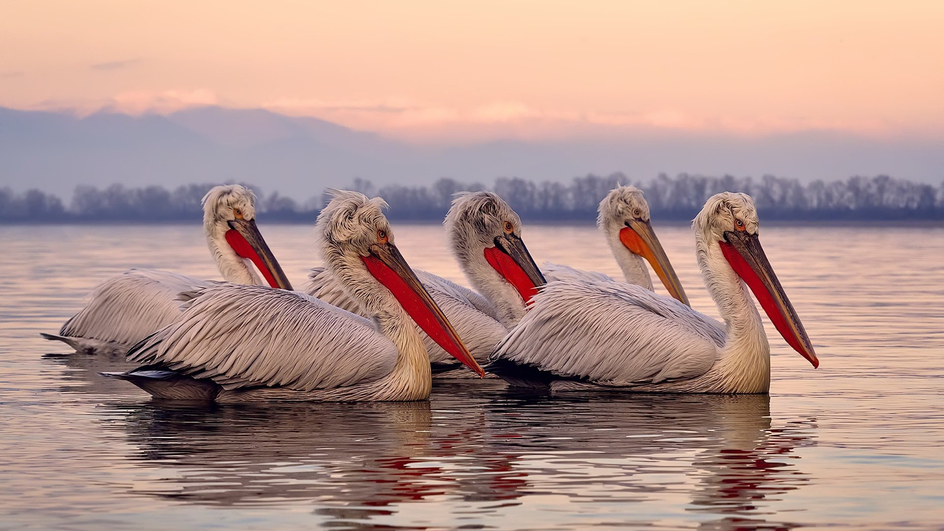奇库诺娃蛙泳赛场展现惊人爆发力,库尼奇蛙