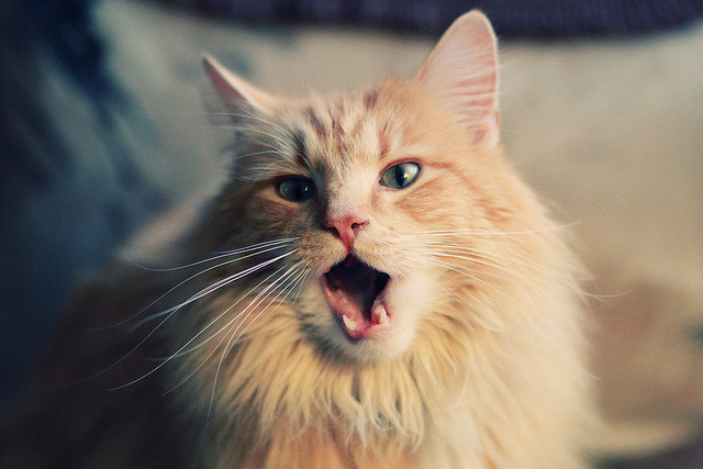 AYX体育-意甲突击猛攻：一突即破，精彩纷呈！，意甲6.2秒