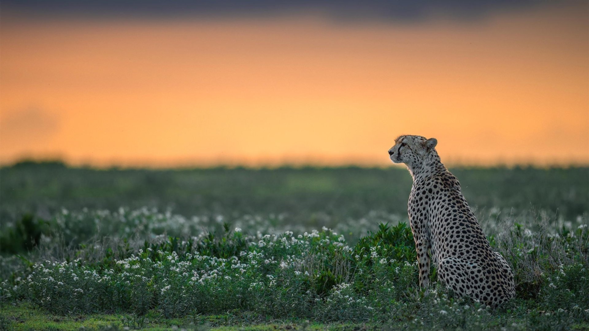 谷爱凌带队赴高原训练提升核心力量,谷爱凌2020年采访视频